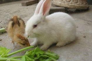 兔子日常爆料视频下载安装,揭秘兔子安装与使用攻略  第3张